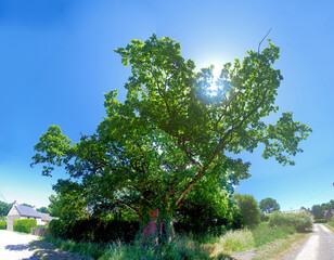 Chêne du Bourgneuf Arbre remarquable