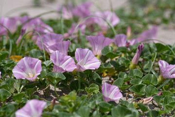 砂浜に咲く軍配昼顔　グンバイヒルガオ