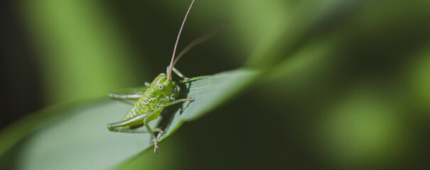 Green locust on grass. Macro life of grasshoppers.