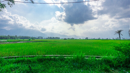 Solok Rice Fields