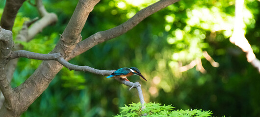美しい青い鳥　カワセミ　翡翠