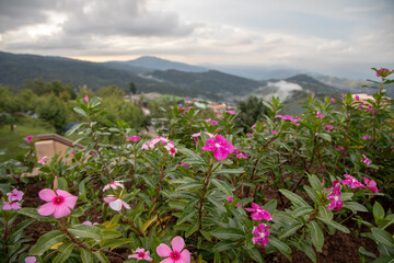 Obraz premium Highland flowers