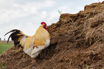 White rooster stands on a dunghill in the summer in the village