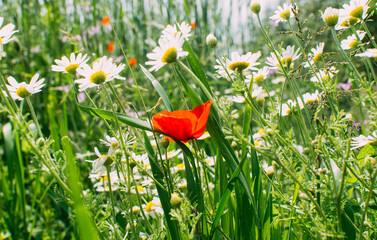 red poppies in the field  filled with green grass and white field flowers
