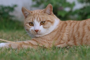 Ginger Cat, also called Tabby Cat, on the lawn.