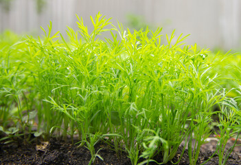 green young dill grows in the garden