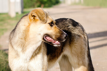 Mongrel stray dog on the street, close-up.