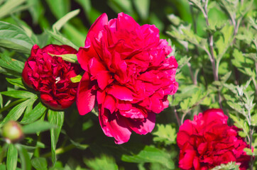 Beautiful Red peony flowers, closeup.