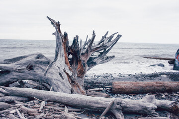 Driftwood on Beach