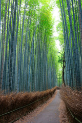 Obraz premium 誰もいない嵐山の竹林の小径