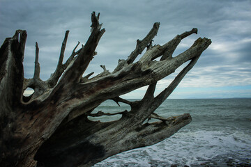 Driftwood by the Sea