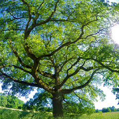 Chênes de Kernéants Arbre remarquable