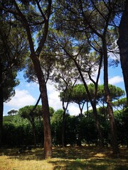 Obraz premium trees in the park