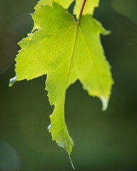 green leaf close up