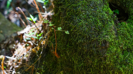 moss on tree