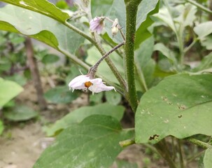This Is Small Bagan Flower