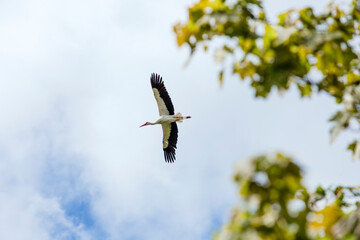 White and black white stork Ciconia ciconia fly up in the air outdoors in springtime.