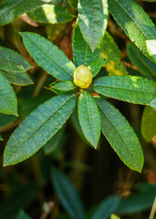 close up of a green leaf