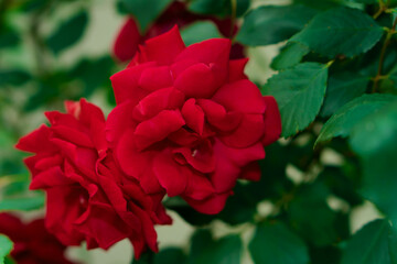 Rose red color, artisanal ornamental plant