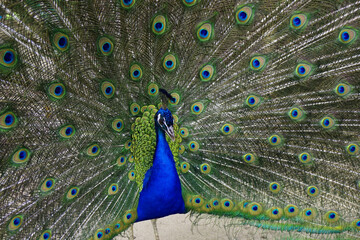 Obraz premium male peacocok bird