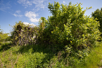 Fototapeta premium Stary, walący, zapadający się, opuszczony, drewniany dom porośnięty winoroślą.