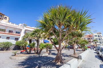 Palm tree on main square in Candelaria, Tenerife, Spain - obrazy, fototapety, plakaty