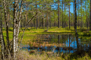 Viru bog (Viru Raba) in Lahemaa national Park, a popular natural attraction in Estonia, a tourist ecological trail. Picturesque landscape with swamp and forest. Selective focus