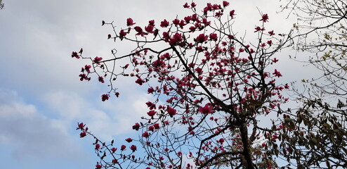 Pink flowers and blue sky