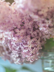 Macro beautiful lilac flowers. Macro flowers on a vintage Helios lens. Can be used for greeting card.