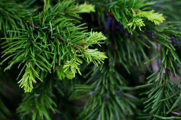 Spruce branch. New shoots on a pine branch. Fir-tree branches in bloom. Needles on a young spruce close-up. young greens.