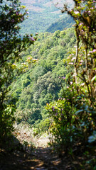 forest in the morning