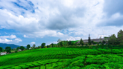 Fototapeta na wymiar Tea Plantation In Solok
