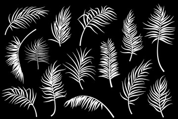 Palm leaves collection isolated. Vector illustration