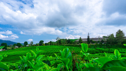 Tea Plantation In Solok 2
