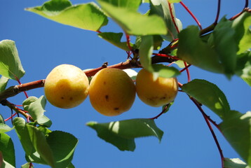 Apricot Fruit Tree in Summer