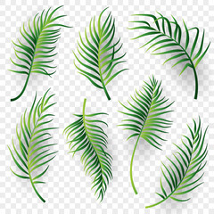 Palm leaves set on transparent background. Vector illustration