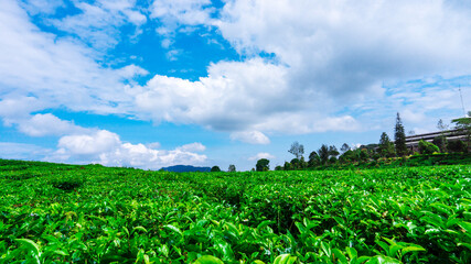 Tea Plantation In Solok 3