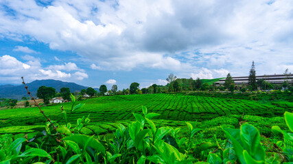 Tea Plantation In Solok 4