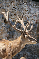 Profile of a male red deer
