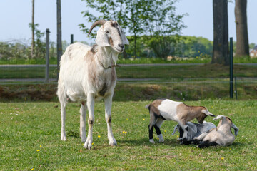 Obraz na płótnie Canvas Two baby goat kids next to the mother on the spring grass