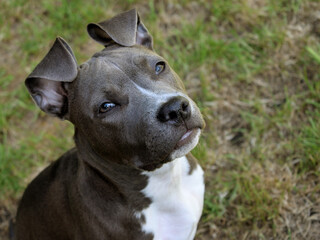 animal pet dog american staffordshire terrier amstaff pit-bull gray blue white