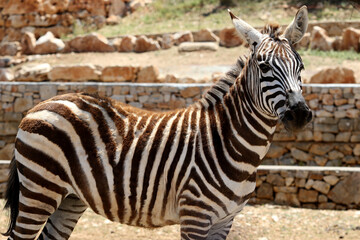 Portrait of a zebra in a zoo