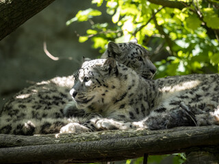 A snow leopard, Panthera uncia, lies on a tree and observes the surroundings