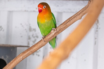 One Fischer's Lovebird, agapornis fischeri sitting on a branch of tree, selective focus