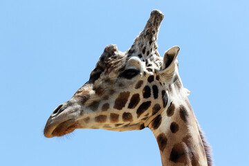 Portrait of a giraffe in a zoo