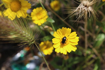 insect on yellow flower
