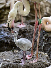 The Flamingos, Phoenicopterus roseus, feeds liquid food into the chick's beak © vladislav333222