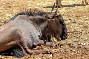 Portrait of a wildebeest at rest