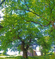 Ch&ecirc;nes de Kern&eacute;ants Arbre remarquable