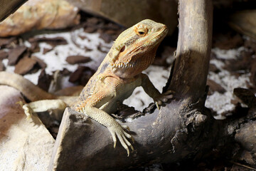 Pogona (bearded dragons) in a reptile house
